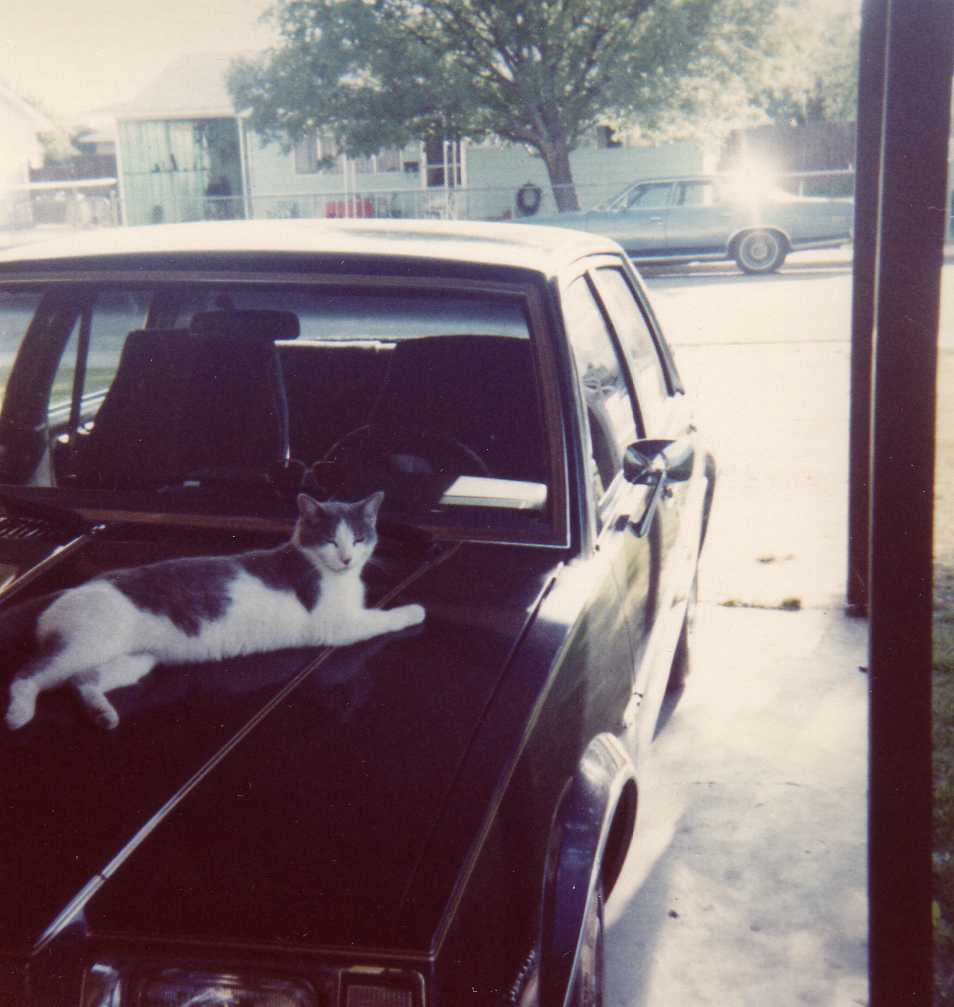 Image 100